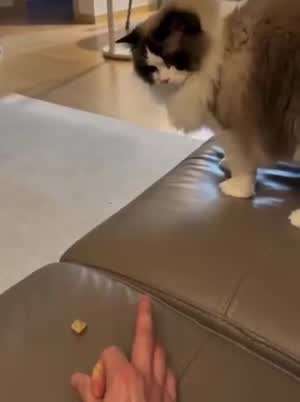 준비.. 물어왔!!