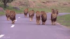 ㅍ아프리카 일반 도로 위 장발족들.