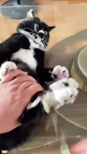 고양이 발톱깍기에 진심인 집사들