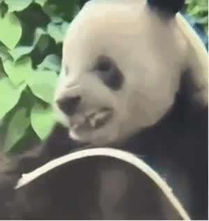 사육사 손에서 자란 판다의 버릇