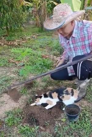 집사 일 돕는 고양이.