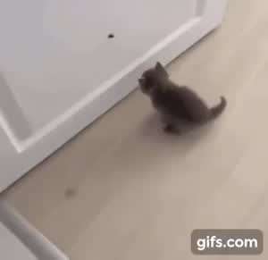 파리를 잡고 싶었던 아깽이.