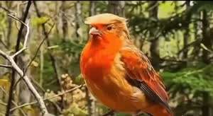 속보) 이란, 호르무즈해협 개방