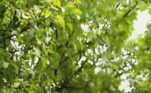 ㄸㄸ이 치는 나무