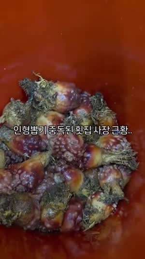 인형뽑기 중독된 횟집 사장 근황