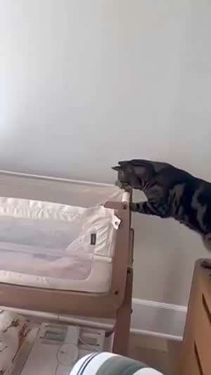 새끼집사 보살피는 중