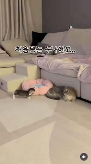 처음 보는 누나한테 다가갔다 상처받은 꼬맹이.