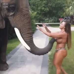 이녀석 코끼리가 아닌것 같아.gif