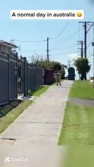 호주의 평범한 날들