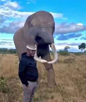 먹은척 하는 코끼리.gif