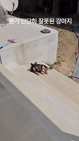 뭔가 단단히 잘못된 강아지 / 그 빵 나도 좀 줘라 / 엄마 이게 뭔 일이래유?