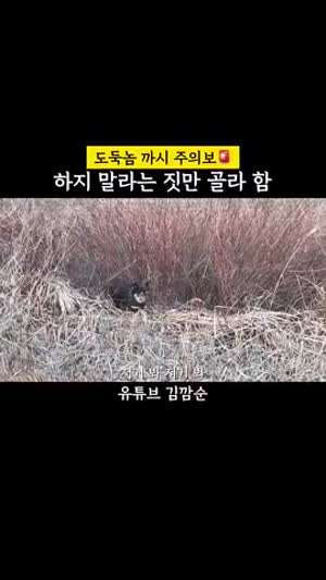 저거 봐 저거 봐 아 또 거기 또 왜 들어가 거기 까시 있는디~!