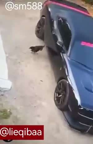 [동물시리즈] 성깔있는 닭