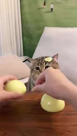 어느쪽인지 선택해!