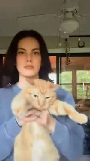 싸가지 1도 없는 고양이들 모음