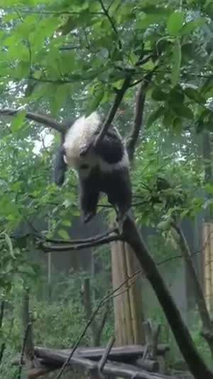 비에 젖은 판다