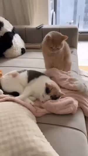 유부형들 이러신적 있죠?