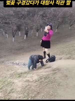 벚꽃 놀이 대참사 구경