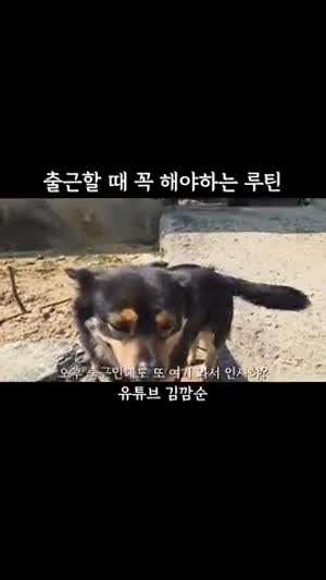 출근할 때 꼭 해야하는 루틴 / 고양이랑 좀 친하게 지냐~