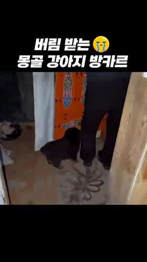 몽골 강아지 방카르 앙꼬 (발사 = 맹수) 육아 난이도 ㅋㅋ