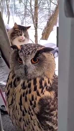 부엉이의 목이 돌아가는 것을 본 고양이.mp4