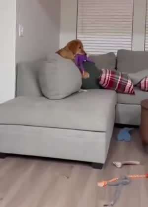 고양이와 함께 자란