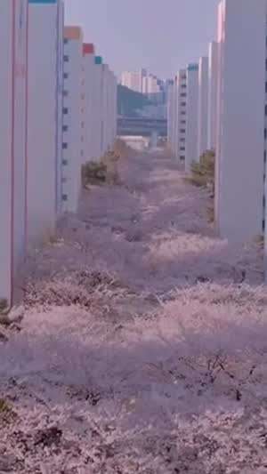 부산 남천동 삼익비치타운 벚꽃.gif