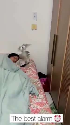 어느 남자의 여동생 깨우는 법.mp4