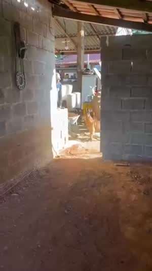 큰 도움은 되지 않는 녀석