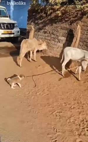 별게 다 쥐랄이야...