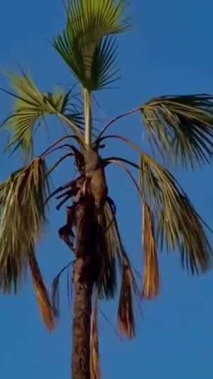 표범이 거길 왜 올라갔지?