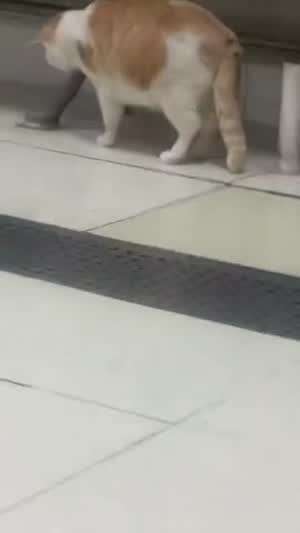 고양이가 가장 고양이다운 순간 외....