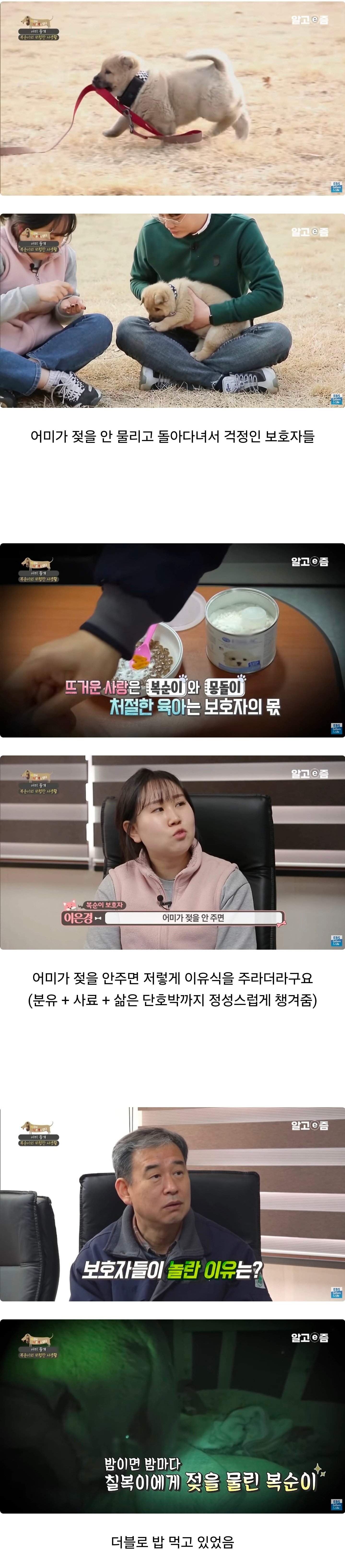 5주차인데 3개월령의 몸을 가진 강아지