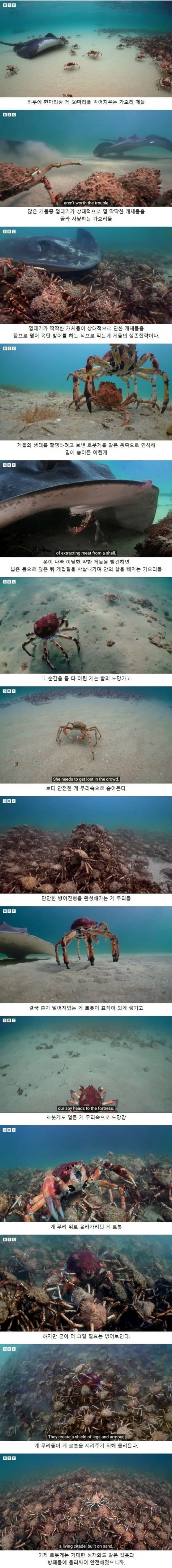 하루에 게 50마리를 먹어치운다는 가오리 떼들