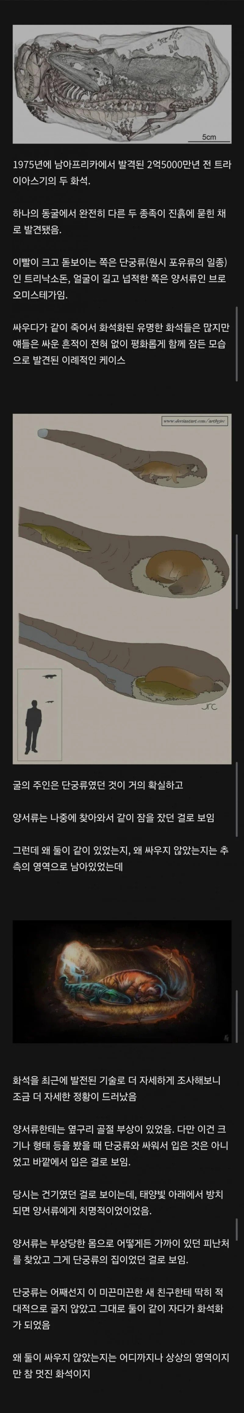 남아공에서 발견된 낭만 그 자체인 화석