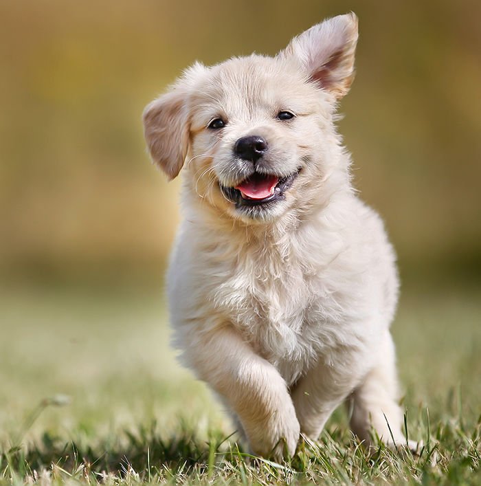 골든리트리버 특징