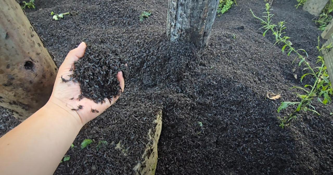 약혐) 인천 계양산의 러브버그 근황