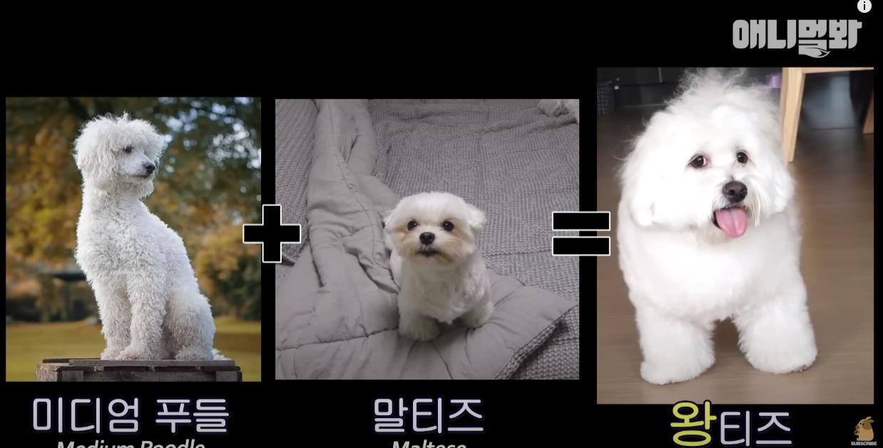 13kg 말티즈 본적있음??