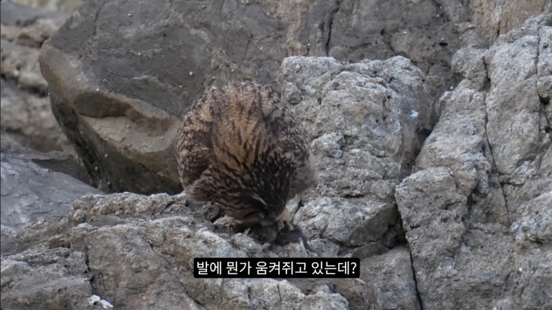 길고양이들을 잡아먹기 시작한 수리부엉이들(고양이 시체 주의)