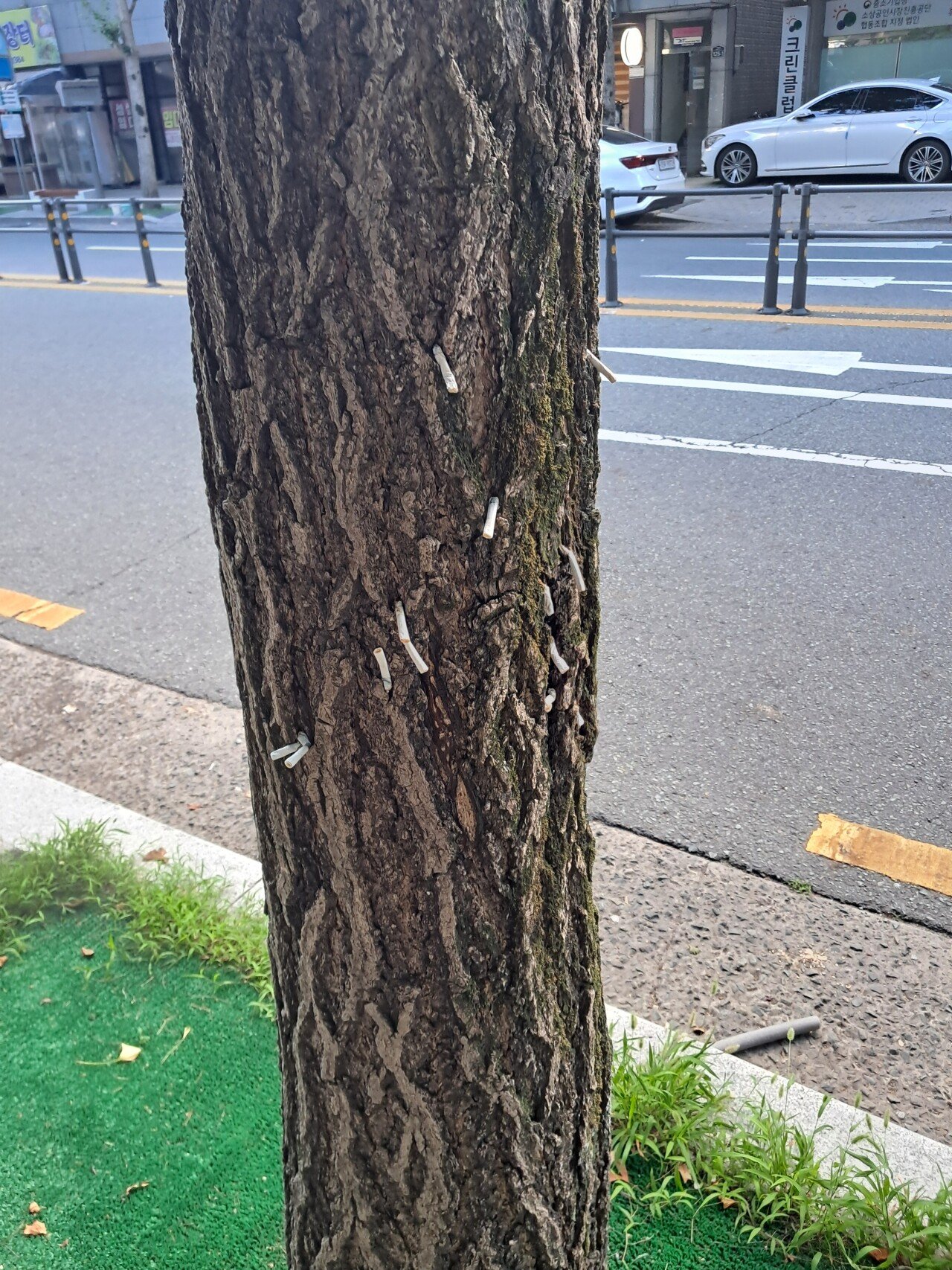 극혐)흡연충은왜이럴까