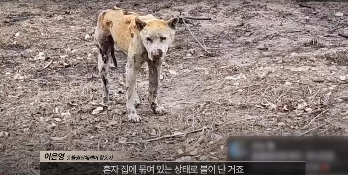 약혐) 최초 물고기 피부 이식술로 구사일생한 경북 괴물 산불 피해 강아지