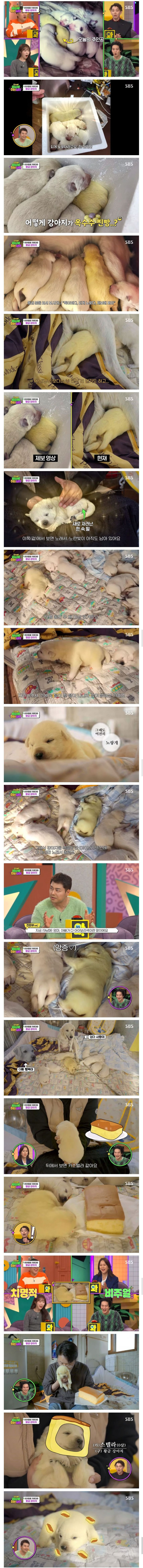 인절미들 사이에 카스테라