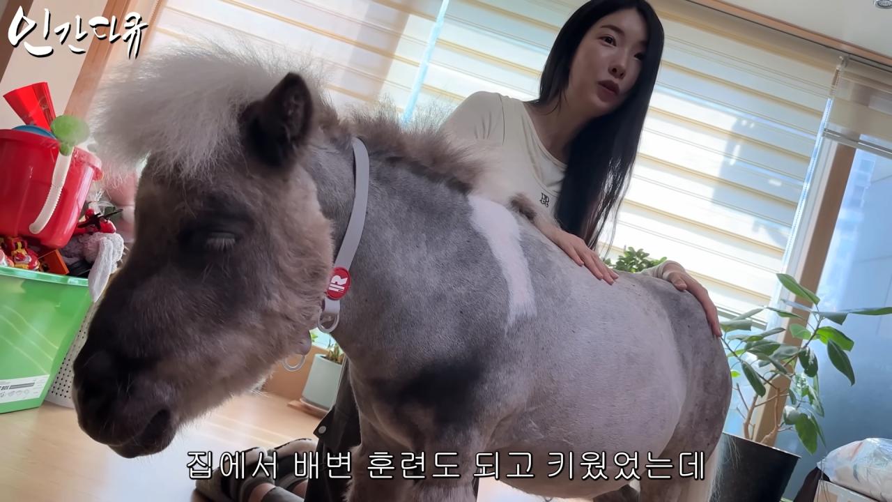 국내엔 단 한마리밖에 없는 세계에서 가장 작은 말을 키우는 모델