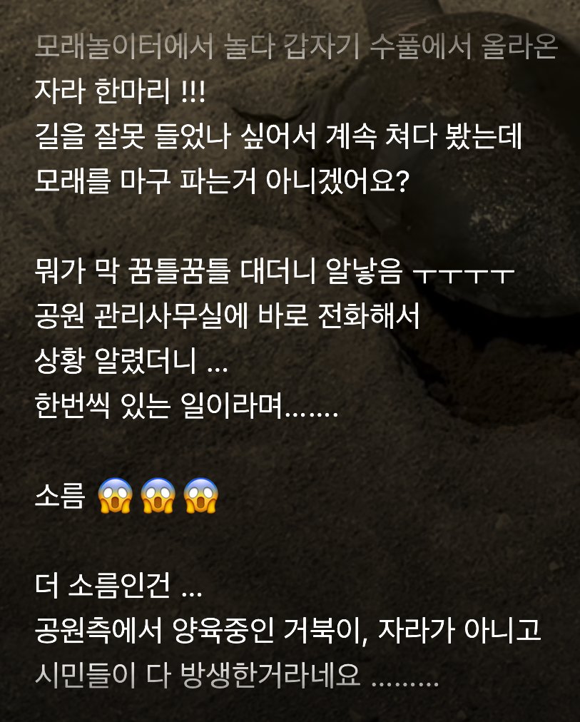 부산 시민 공원 자라가 알 낳고 감 ㅋㅋ