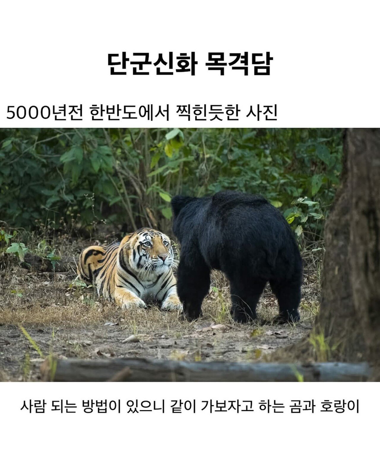 단군신화 목격담