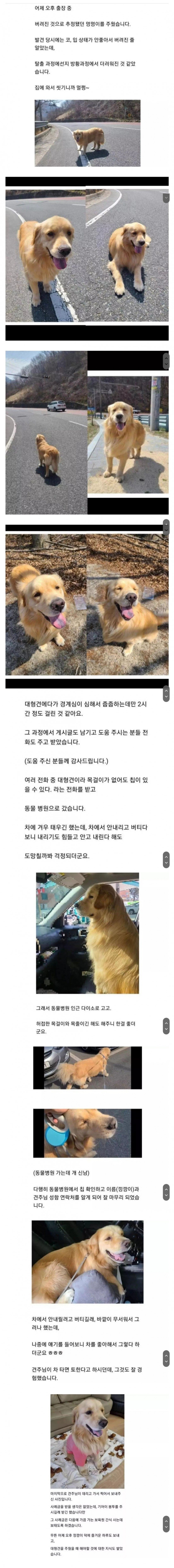 유기된 줄 알았던 리트리버 줍줍한 후기