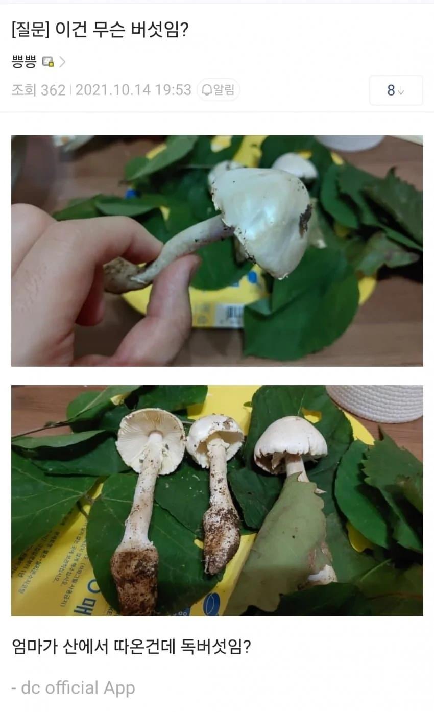 오싹오싹 어머니가 산에서 따오신 버섯