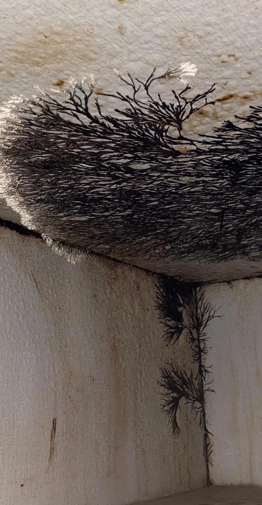 혐주의) 집에 핀 곰팡이 인증 레전드