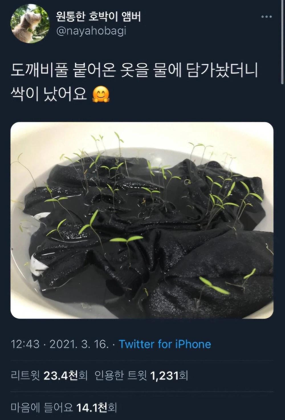 강아지 옷 물에 담궈두면 생기는 일
