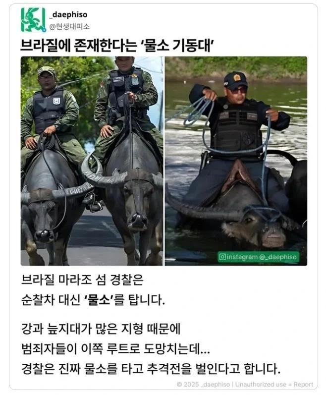 순찰차 대신 물소를 타고다니는 브라질 경찰